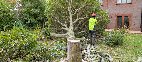 Baumfällung | Gartenpflege durch Garten Holz Vision in Mönchengladbach